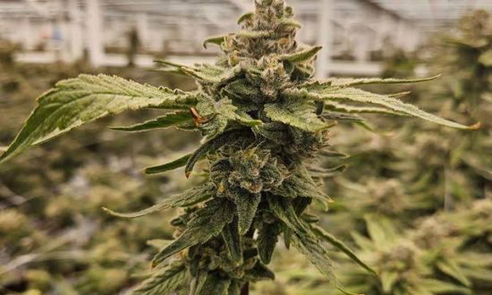 Medicana Lab: Cannabis Strains, Plant Clones, and Cultivation Solutions